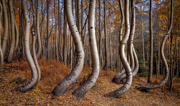 Twisted Trees - Telluride, CO