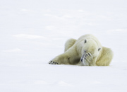 Camera Shy - Svalbard, Norway
