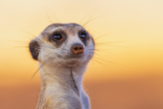 Meerkat, close-up at last light - Kalahari Desert, South Africa