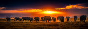 Amber Giants - Amboseli National Park, Kenya, Africa