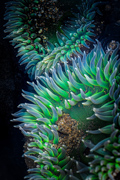 Giant Green Anemones - Davenport, California