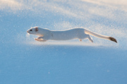 Snow Skimmer - Albany County, Wyoming