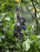 The Original Jungle Gym - Bwindi National Park, Uganda