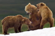 Party Foul - Katmai National Park, Alaska