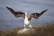 Booby Display - Nayarit, Mexico