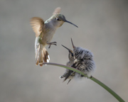 Fledging's Last Meal With Mom - Gold Canyon, Arizona