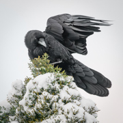Snowy Raven - Sedona, Arizona, USA