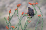 Ocotillo Hunting Perch - Pinal County, Arizona, USA