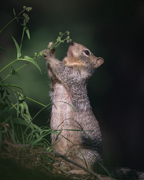 Smelling.. Ooops!!  Eating the Flowers - Apache-Sitgreaves National Forest
