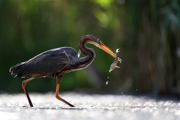 Purple heron - Hungary