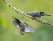Oopsie!  I Did Tell You That This Was My Branch! - Columbia