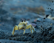 Feeling crabby - Costa Rica beach