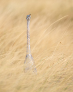 How'd You Find Me - Kenya