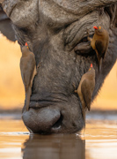 Cleanup Committee - South Africa