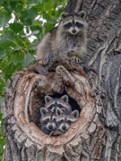 Neighborhood Watch - Loveland, CO USA