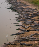 Brave Egret - Pantanal, Brazil