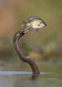 The Trophy - Lakeland, Florida