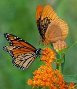 Diana vs Monarch - Tulsa, OK