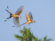 Scissortail romance - Stillwater, OK