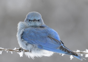 Winter Wonder - Prineville Oregon