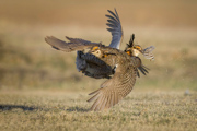 Prairie Chickens at the Lek - Nebraska