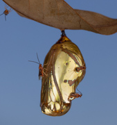 Emergence - Sai Kung, Hong Kong