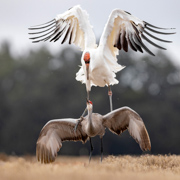 Imperfect Match - Kissimmee, Florida, USA