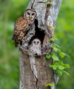 Owlways Watching - Largo, Florida, USA