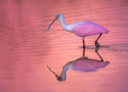 Pink Perfection - Dunedin, Florida, USA