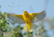 Yellow Warbler and Mosquitoes - St. Vrain State Park
