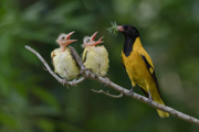 PARENTING - WEST BENGAL, INDIA