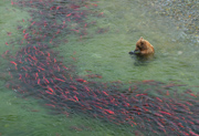 Success - Katmai National Park and Preserve, Alaska