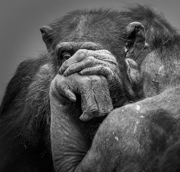 Companions - Artis Zoo, Netherlands