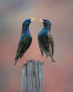 Statuesque Starlings - St. Louis, Missouri