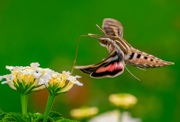 Sphinx Moth in White Lantana garden - Denver, Colorado