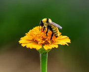 Yellow on Yellow - Denver, Colorado