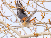 Burst of Fligjt - Denver County, Colorado