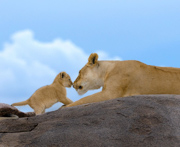 A Mother's Love - Serengeti National Park