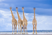 Family of Giraffes Amidst Beautiful Sky - NDUTU Camp, Tanzania