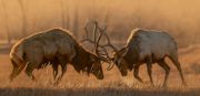 Elk Morning Delight - Loveland, Colorado