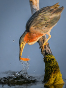 Stillness and the Strike - Longmont, Colorado