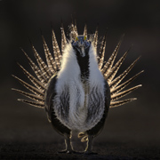 Radiant - Morgan County, Utah