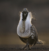 Where's The Party? - Morgan County, Utah