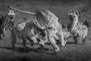 The eternal conflict - Naboisho Conservancy, Kenya