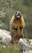 Yellow-bellied marmot - Mohawk Lake, Breckenridge, Colorado