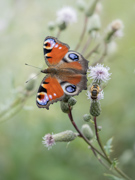 peacock butterfly and the bee - Jizera mountains (Czech Republic)
