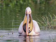 Too Much of a Good Thing! - Amboseli NP, Kenya
