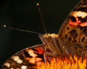 Painted Lady Close Up and Back Lit - Parker, Colorado