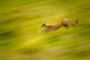 Riding the Current of Speed - Maasai Mara National Reserve, KenyaNationalMara M