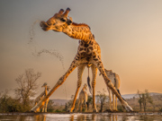 Giraffe drinking at sunset - Zimanga Game Reserve, South Africa